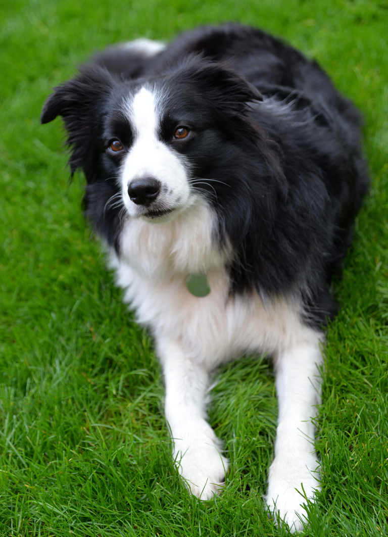 dorset-dog-photography