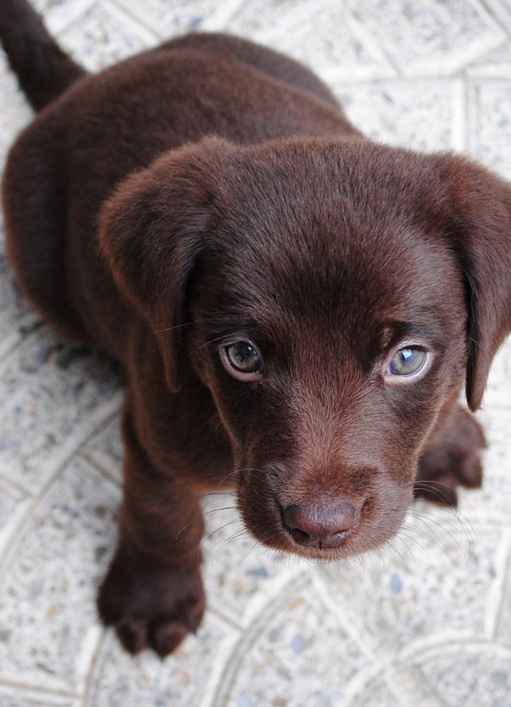 wiltshire-dog-photography